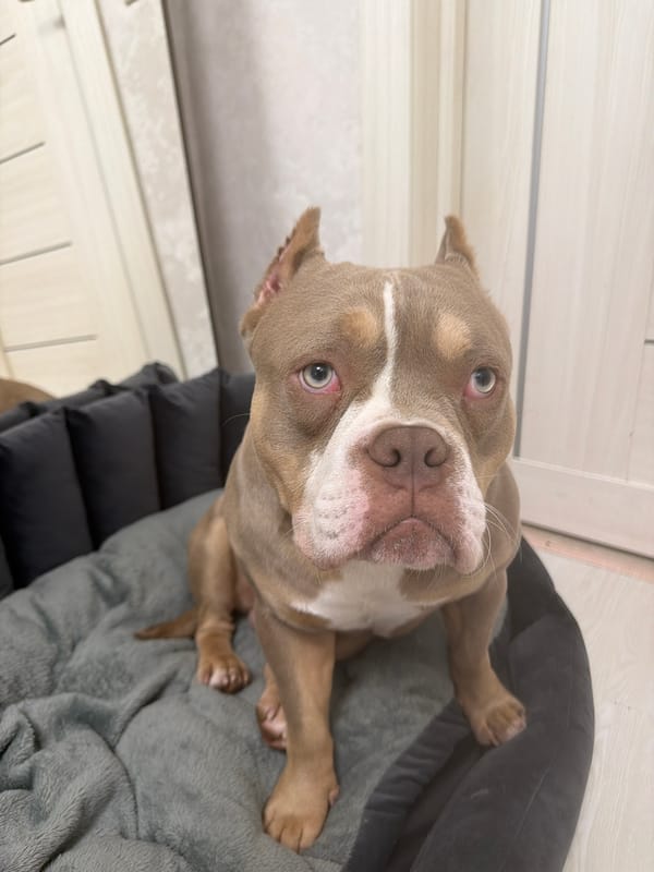 Dogs, cats, makeup hauls, and pink canvas art at home
