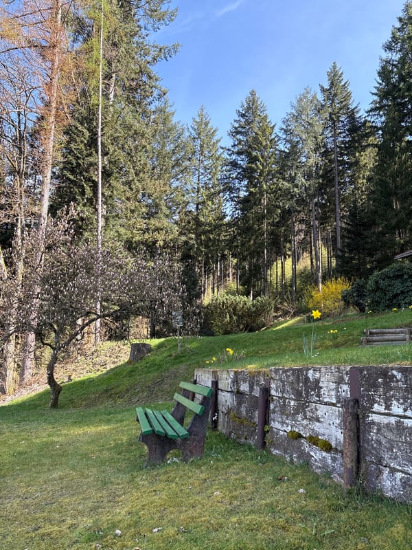 Spring daffodils bloom beside bench in Forbach, Germany