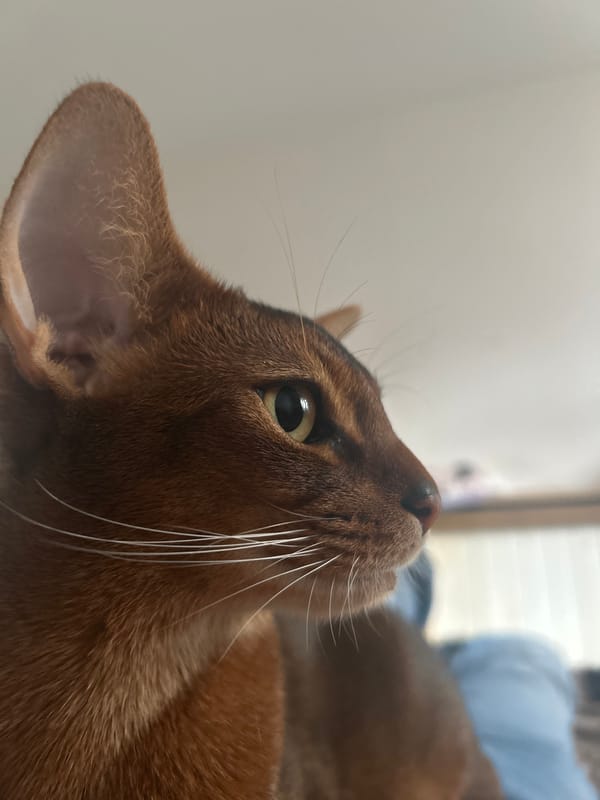 Up-close with an Abyssinian cat in Minsk
