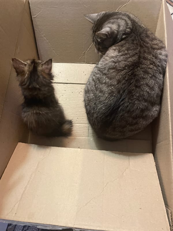 Tabby cat and kitten share a cardboard box at home
