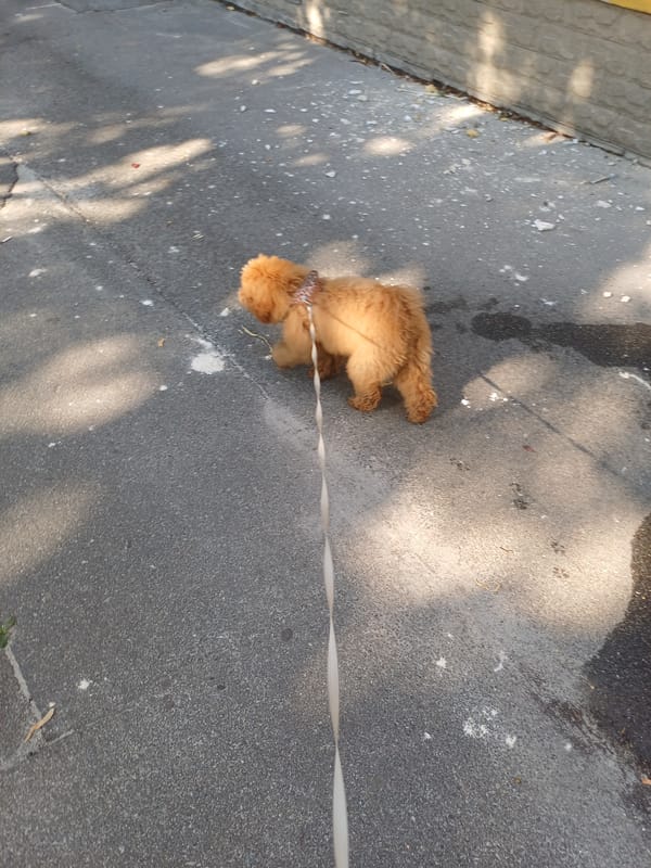 Fluffy dog on a morning walk through Kyiv streets
