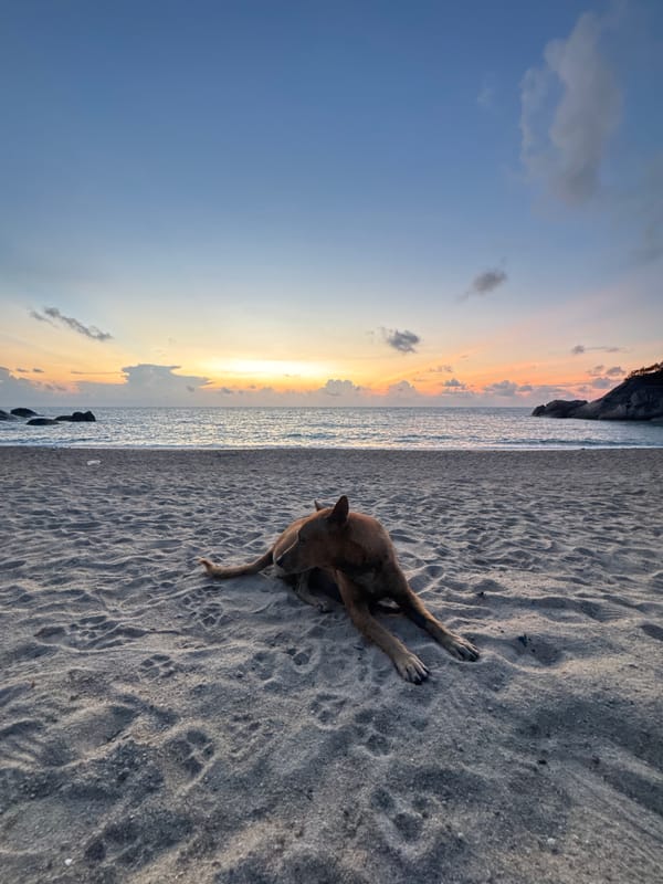 Dog rests on Thai beach during sunset in Baan Thong Nang