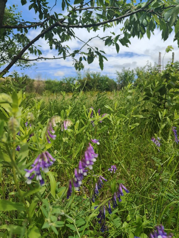 Summer morning scenes around gardens and fields in Kryvyi Rih