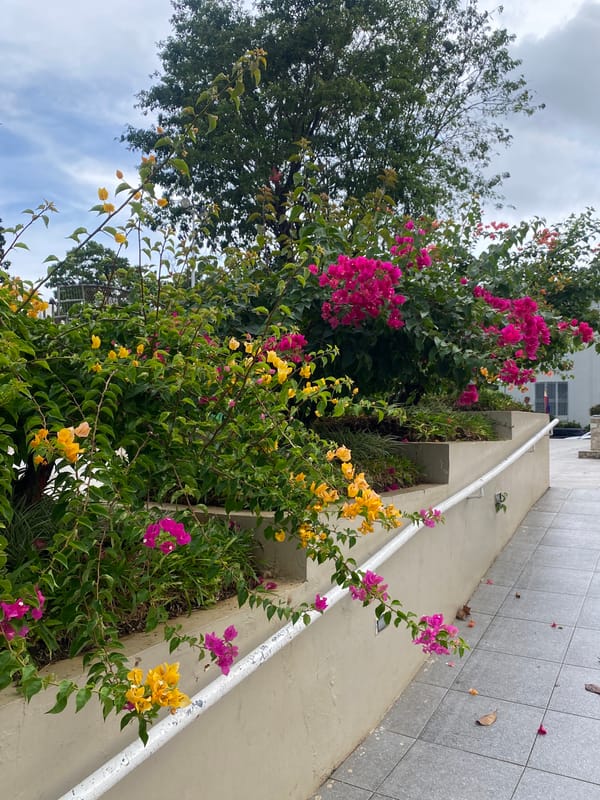 Morning walk through Davao City landmarks and streets documented
