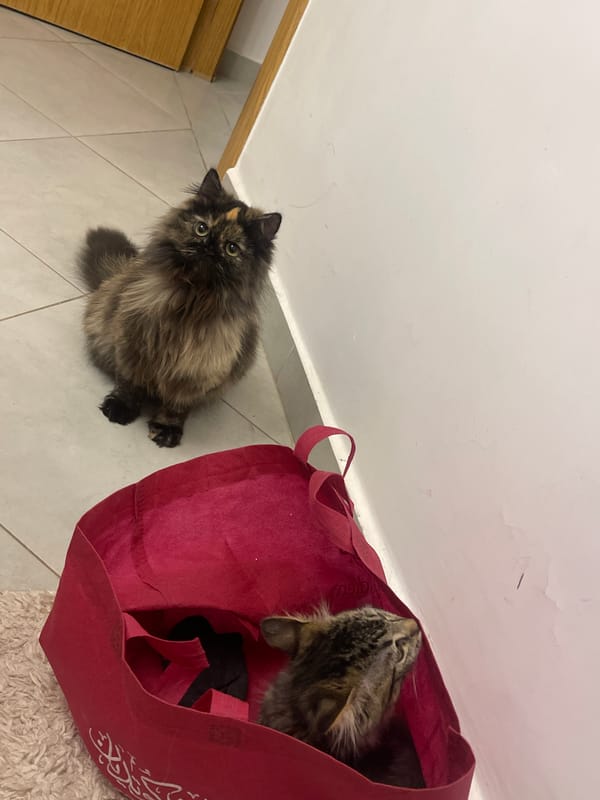 Cats and kittens filmed during evening household activities in Marrakesh