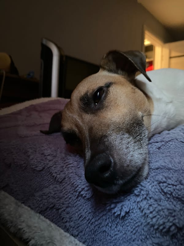 Cozy morning with a Jack Russell Terrier and a blue-eyed cat