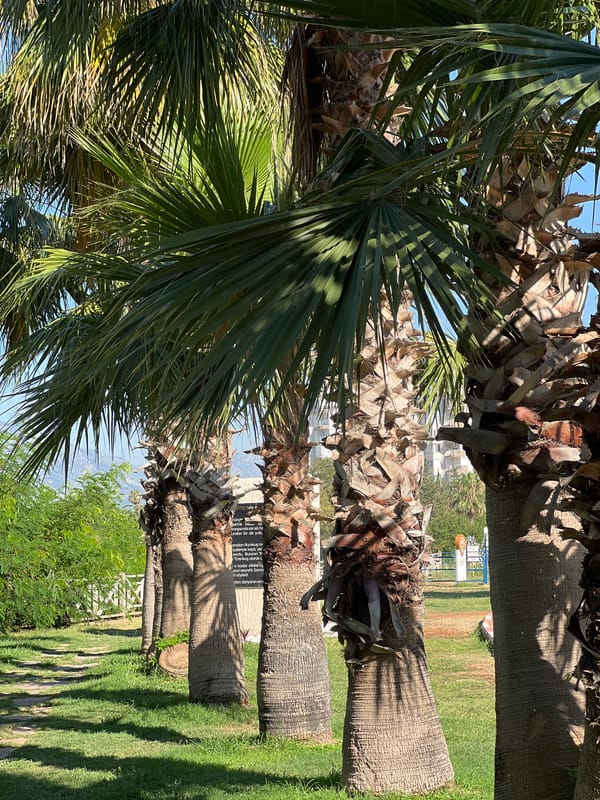 Sunny stroll along Antalya's palm-lined bicycle path
