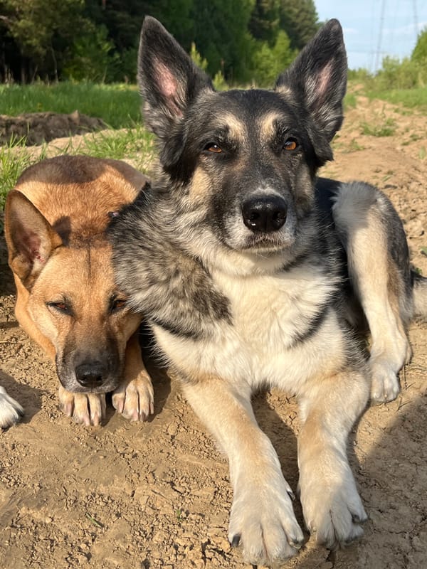 Animal encounters documented in Nizhny Tagil include resting dogs, injured bird