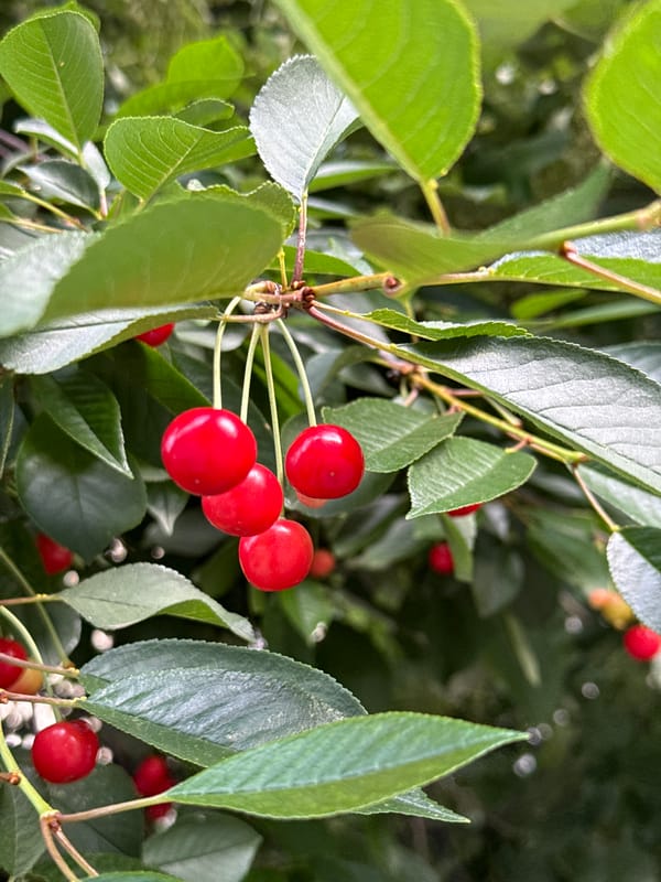 Morning memories captured in Pleven: cherries and rest
