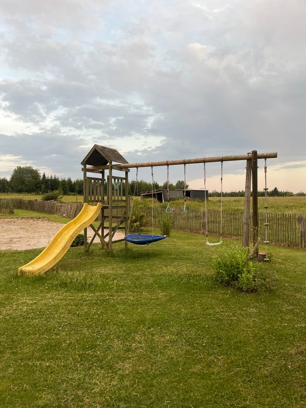 Cows grazing at dusk beside a backyard playground on a rural property.