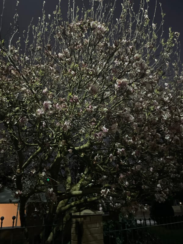 Blooming tree illuminated at night in Salford