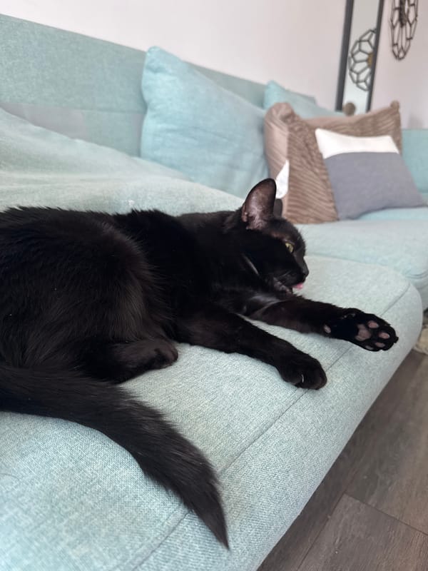 Gatineau resident bakes cookies while black cat lounges nearby