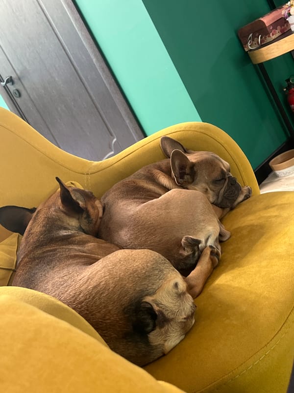 Quiet Friday morning captured in Burgas home with pets, selfies