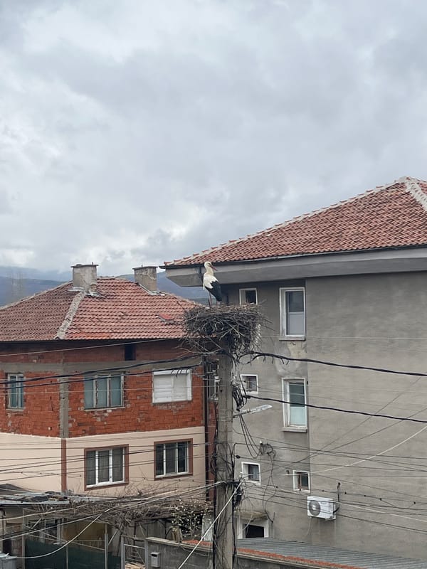 White stork spotted nesting on utility pole in Bulgaria