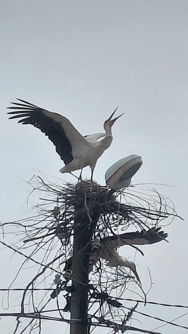 Morning observations capture urban stork flight, protein bar products