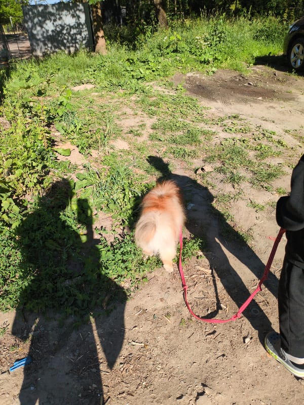 Bikes, dogs, cats, and blooms in a quiet neighborhood