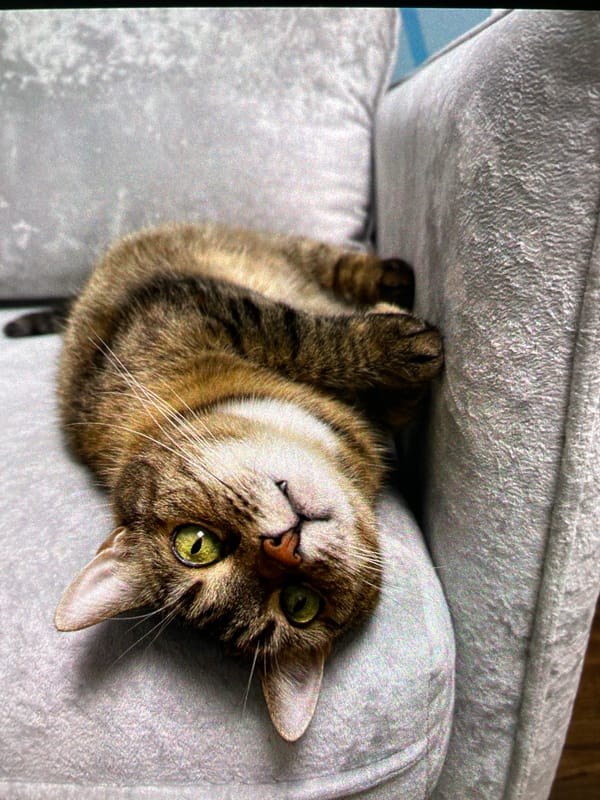 Tabby cat rests on couch in Saint Petersburg