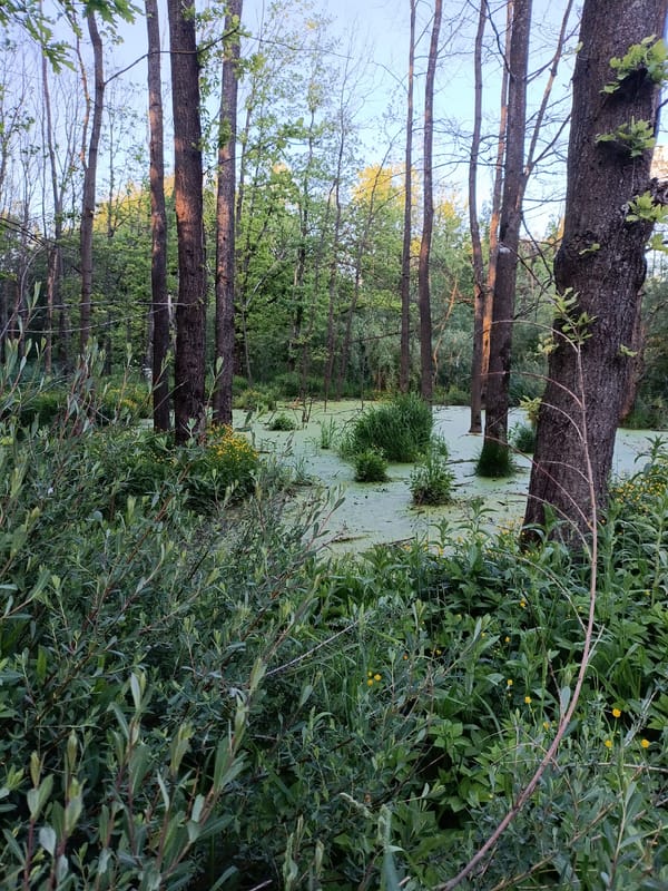 Forest swamp with algae-covered water documented in Moscow