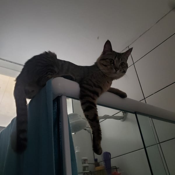Tabby cat clings to bathroom fixture in Curitiba