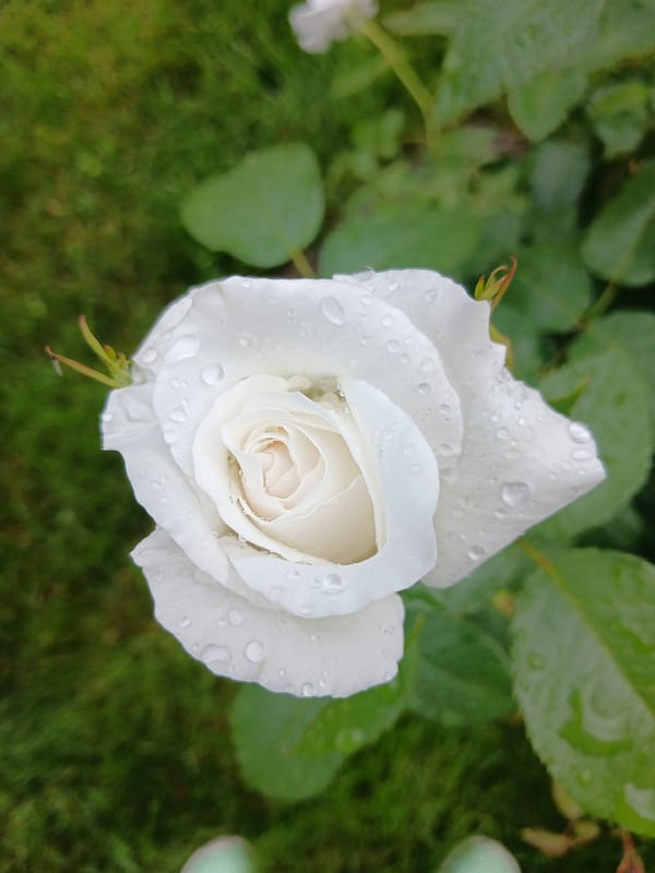 Post-rain garden in Aksin'ino, roses and a Samoyed