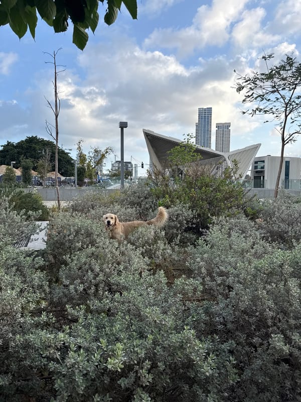 Golden retriever spotted in Tel Aviv park during early morning