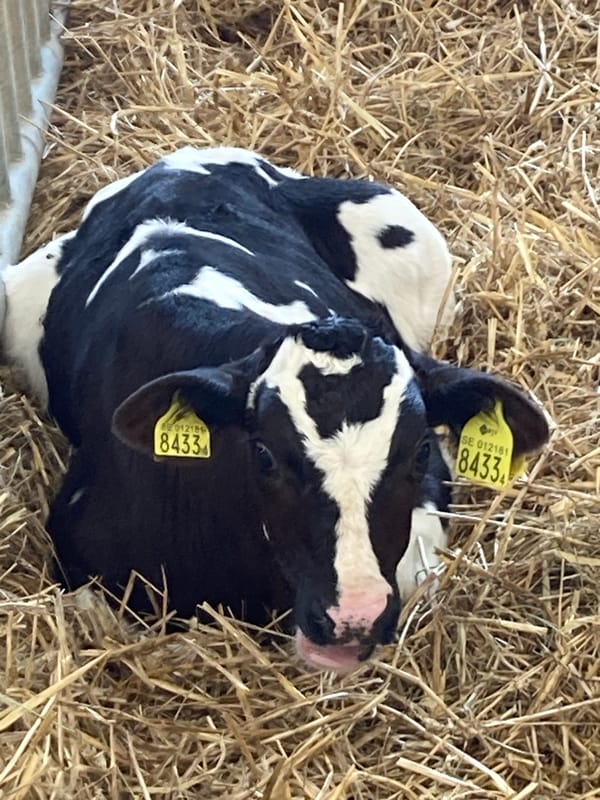 Farm operations documented in Kalmar with calf and machinery