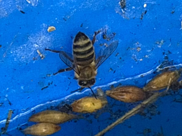 Bees and hay bales: a summer afternoon in rural Bulgaria