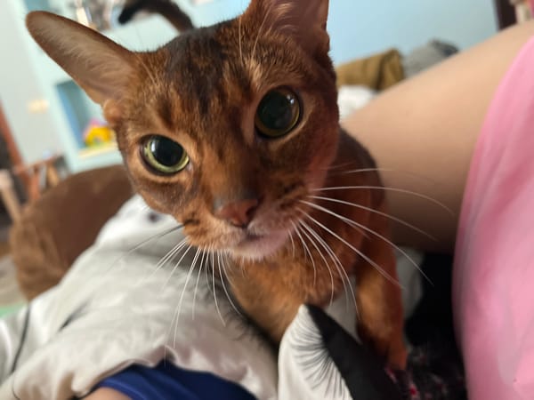 Pet owner documents afternoon with Abyssinian cat and chameleon