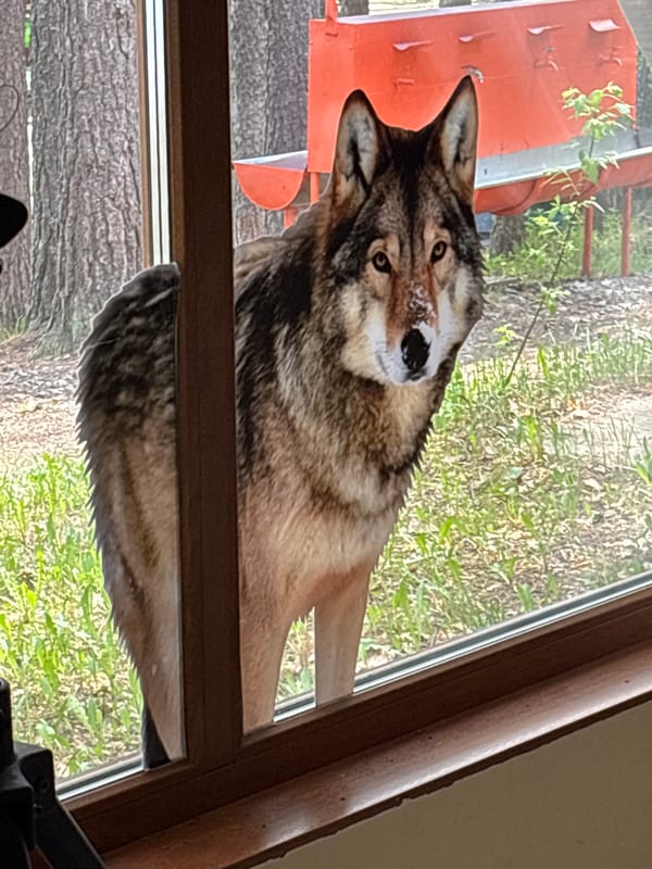 Wolf peers through window at indoor playground in Chaykovsky