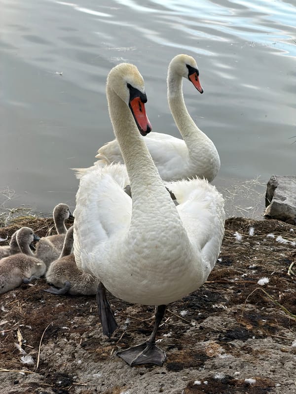 Swan family with cygnets at Burgas Salt Lake shoreline