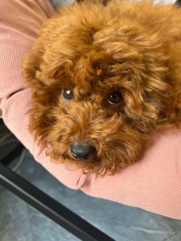 Puppy and fresh flower bouquets photographed in Mineralnye Vody