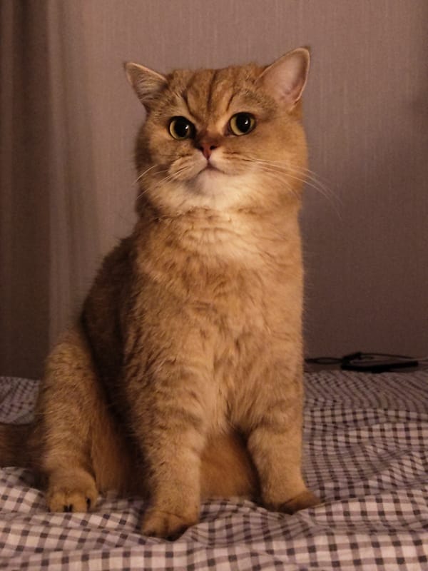 Fluffy golden cat perched on a checkered bed in Krasnodar