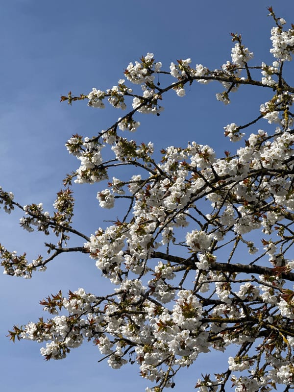 Spring blooms and dog captured in Luxembourg morning walk