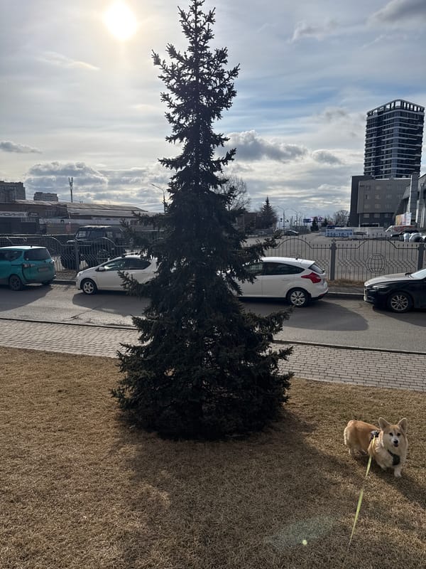 Corgis walked on leashes in Krasnoyarsk, Russia early morning