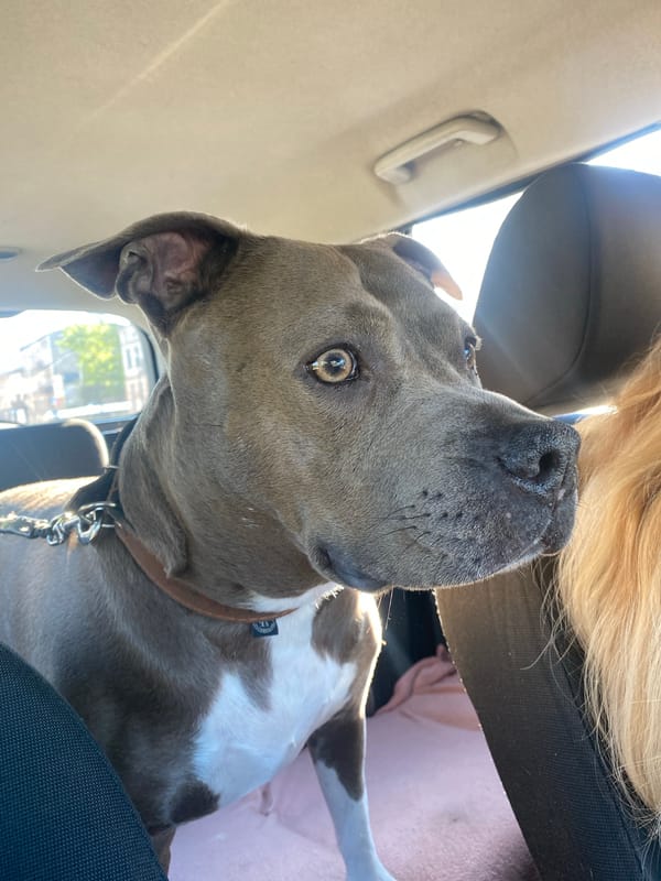 Woman and pit bull dog spotted in car in Łódź