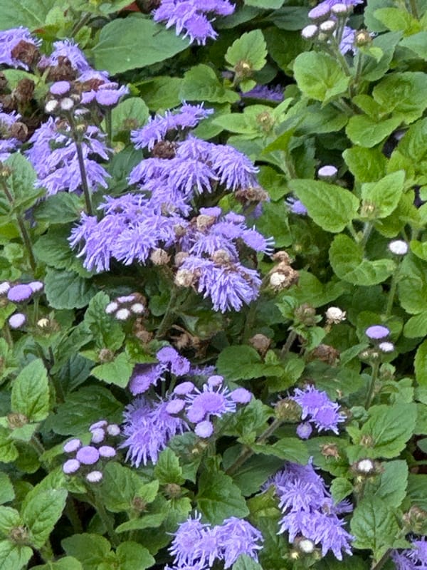 Garden in full bloom, Podolsk — flowers and foliage up close