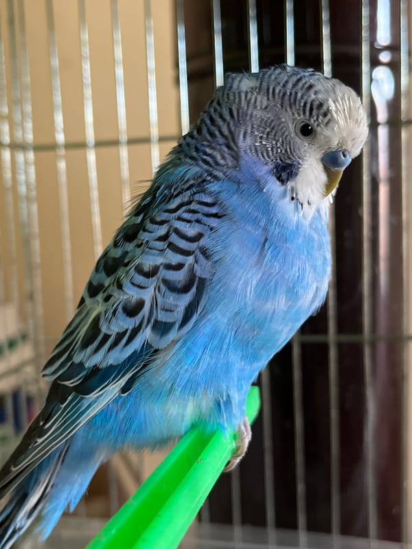 Pet budgerigar observed preening and perching in Shumen home