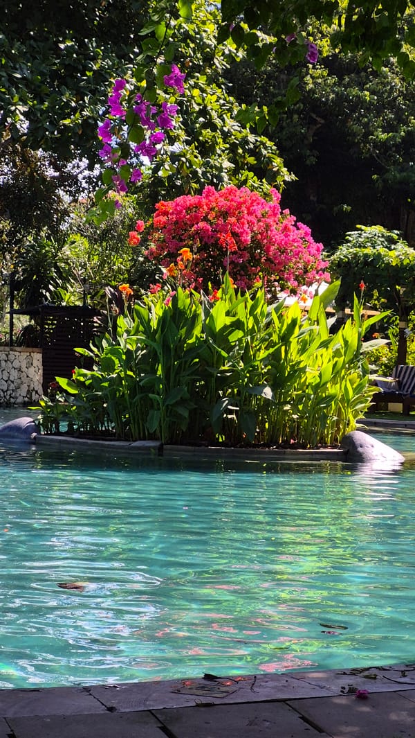 Lazy poolside morning with plumeria flowers in Kuta Selatan