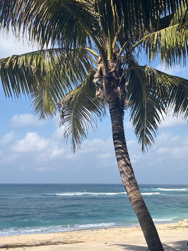Lazy morning on a Kuta Selatan beach with a dog and palms