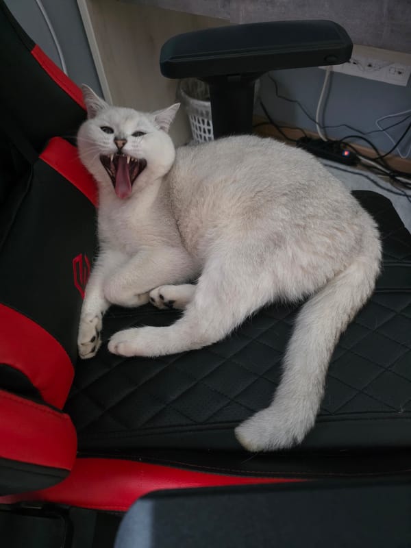 Cats on a gaming chair, ceiling light, Belarus home