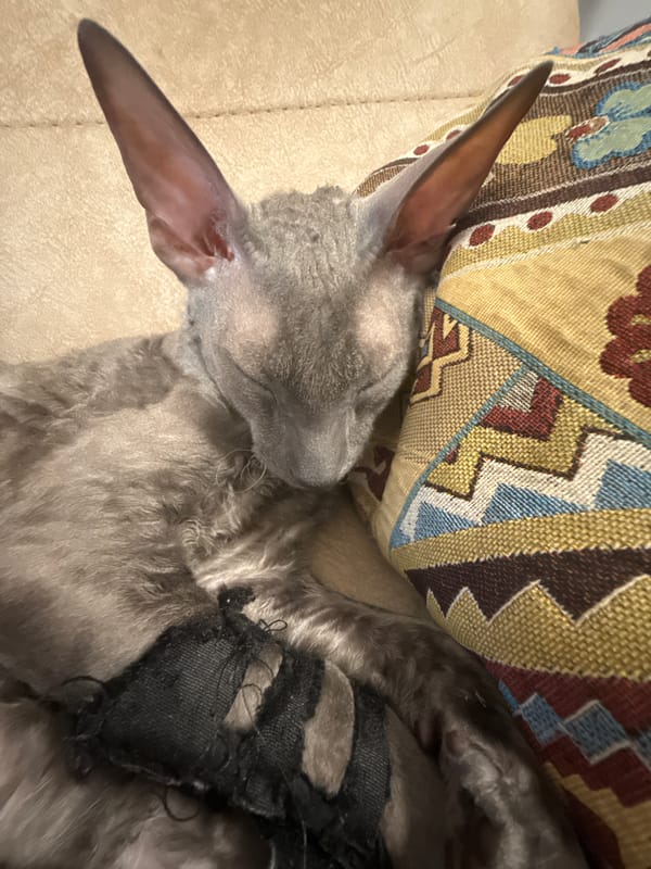 Rainy Krasnoyarsk morning with a sleeping Cornish Rex cat
