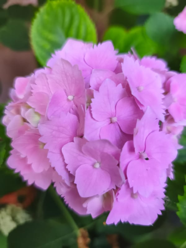 A Bulgarian garden in full summer bloom, flowers and wildlife