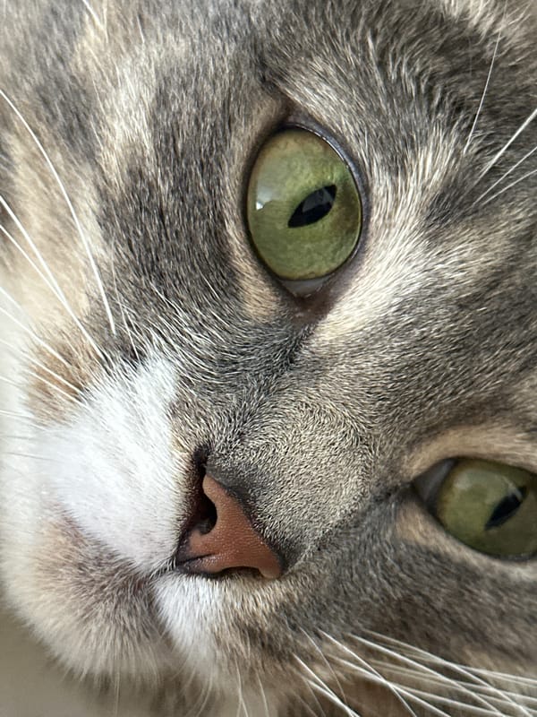 Tabby cat plays, lounges, and gets pets on a quiet morning