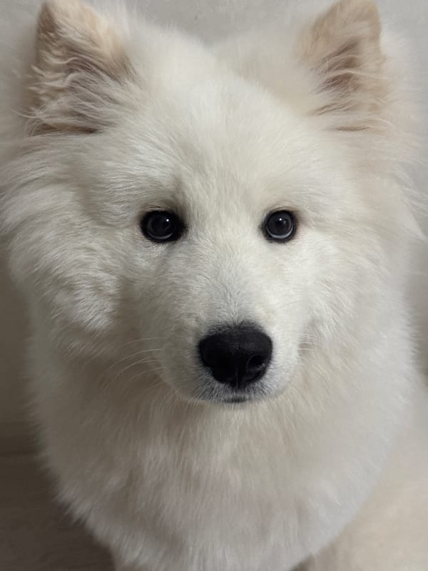 Woman enjoys early morning moments with Samoyed dog in Russia