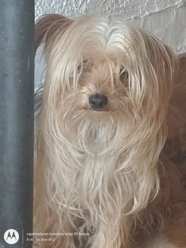 Small fluffy dog rests in Arica, Chile
