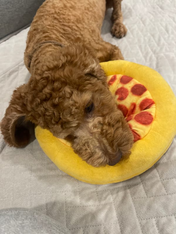 Brown poodle chills at home with a pizza toy