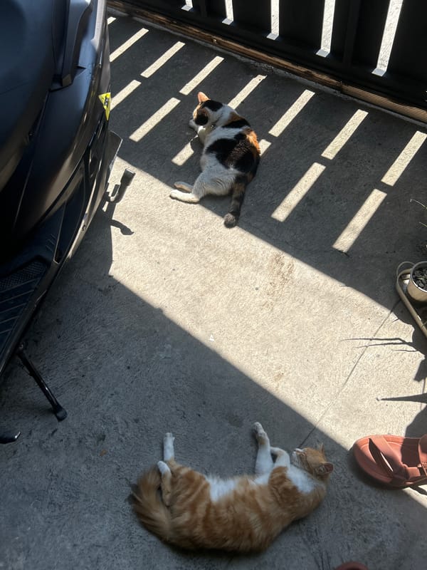 Two cats rest in shadows on concrete in Dayeuhkolot