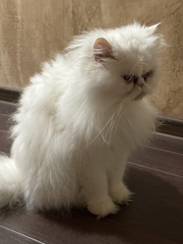 White Persian cat photographed in various poses in Burgas