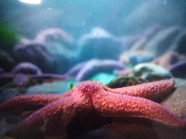Aquarium creatures and outdoor nature details, Dushanbe