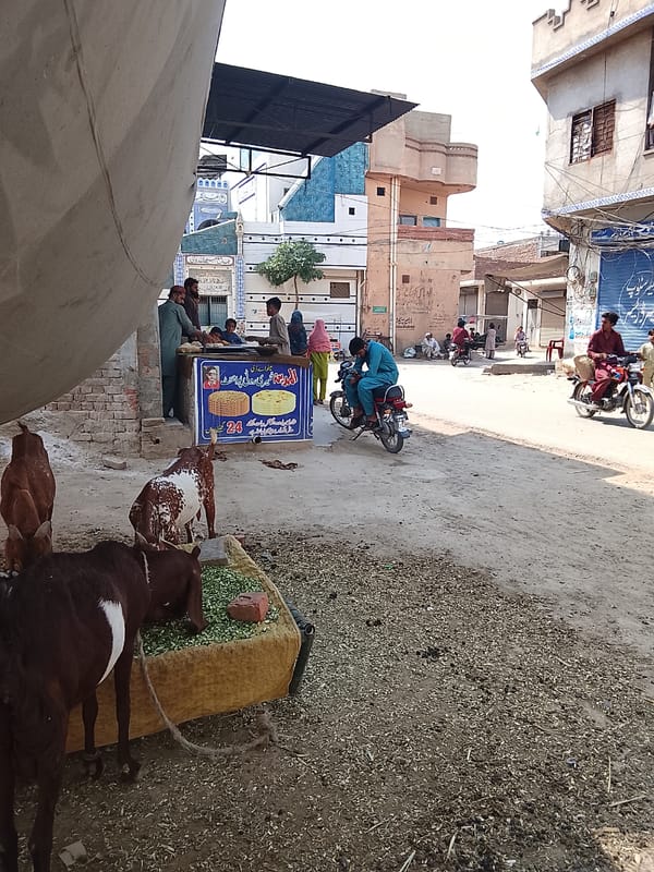 Urban goats feed from street troughs in morning scene